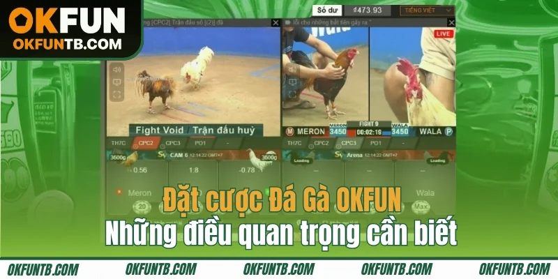 Kiến thức quan trọng trong đá gà OKFUN